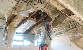 Reliable Morris, OK Mold Prevention & Removal  Solutions